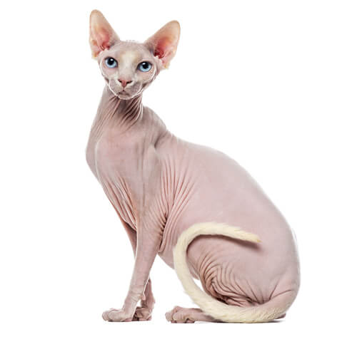 Sphynx cat hot sale puppy